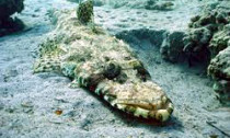 Crocodile fish