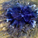 Blue jellyfish found in Newquay rock pool