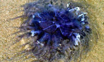 Blue jellyfish