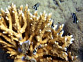 staghorn coral