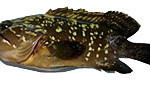 Groupers