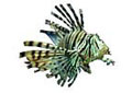 Red lionfish