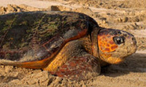 Loggerhead turtle on sand