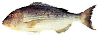 Sea Bream