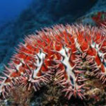 Aquatic robot seeks and destroys reef-killing starfish