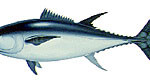 Tuna and Mackerels