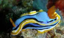 Chromodoris sea slug