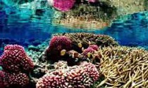 Colourful coral reef