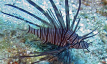 Lionfish