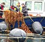 Seaweed biofuel