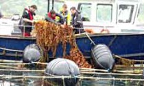 Seaweed farming