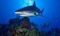 Grey reef shark patrolling reef