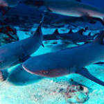 Reef sharks relocate during their lives