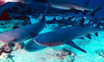 white tip reef sharks