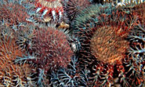 crown-of-thorns starfish