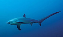 Thresher shark