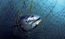 Tuna caught in net