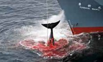 Whaling fleet