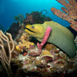 Coral mappers reach Caribbean waters