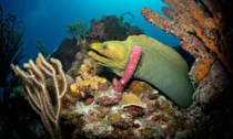 Caribbean coral