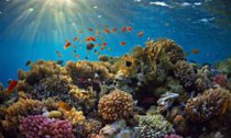 Underwater coral scene