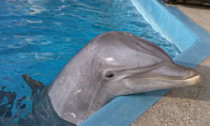 Dolphin in pool