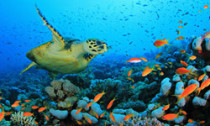 Turtle in coral reef