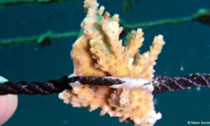 Coral regrowth