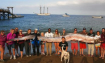 Huge Oarfish being carried by people