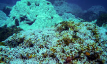 Coral bleaching