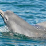 New species of dolphin identified