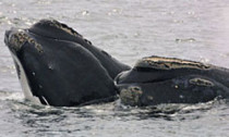 Right Whale