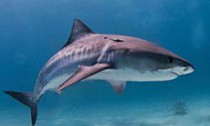 Tiger shark