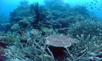 Coral bleaching