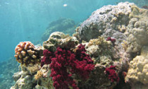 Coral reef