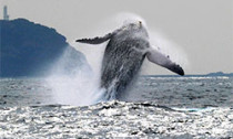 Humpback Whale