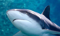 Grey Reef Shark