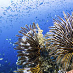 Indonesia preparing coral reef management regulation