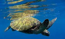 Sea Turtle near surface