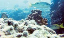 Persian gulf's declining reefs