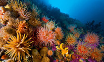 soft corals