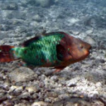 Parrotfish, sea urchins essential to Caribbean reef survival