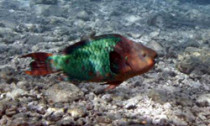 parrotfish