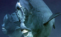 bumphead parrotfish