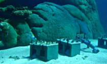 Growth Measurement of coral