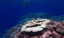 coral bleaching