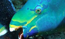 parrotfish