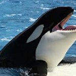 SeaWorld to phase out Killer whale show