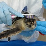 Sea Turtles Impacted By Gulf of Mexico Oil Spill