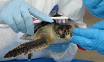 Sea turtle being scrubbed with toothbrush